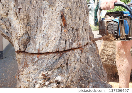 Chainsaw in action for cutting wood. worker cuts a tree trunk into logs with a saw. Close-up of a saw in motion, sawdust flying to the sides. Woodworking, wood cutting tools, wood Chainsaw in action for cutting wood. worker cuts a tree trunk into logs with a saw. Close-up of a saw in motion, sawdust flying to the sides. Woodworking, wood cutting tools, wood 137806497