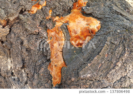 fungus on a tree trunk outdoor. Fungal disease. Close-up fungus on a tree trunk outdoor. Fungal disease. Close-up 137806498