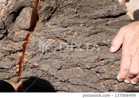 A video of a stack of firewood on floor A video of a stack of firewood on floor 137806499