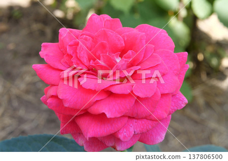 Garden spray of pink roses close up. Green leaves on branches and bright, fresh blooming roses. home garden 137806500