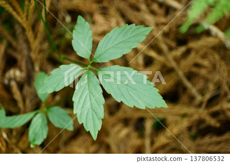 Leaves of Gynostemma pentaphyllum 137806532