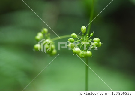 Immature fruit of the ginseng plant 137806533