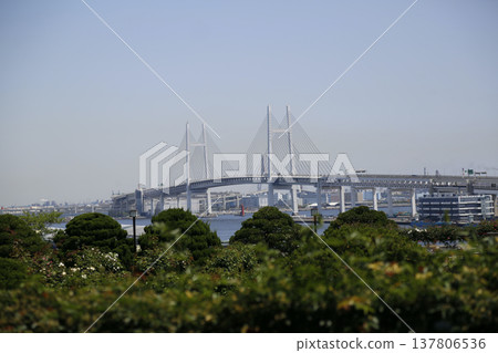 從小山公園看見的海灣橋樑以港口為目的 從小山公園看見的海灣橋樑以港口為目的 137806536