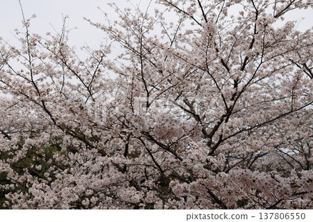 櫻花 00024 櫻花 00024 137806550