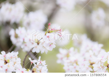 Sakura 00028 Sakura 00028 137806554