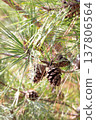 A close-up of a pine tree with pine cones. A bright landscape of pine trees. 137806564