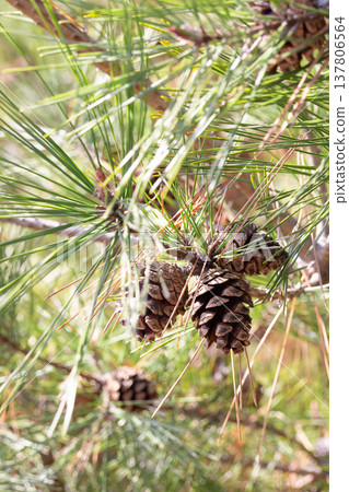 A close-up of a pine tree with pine cones. A bright landscape of pine trees. A close-up of a pine tree with pine cones. A bright landscape of pine trees. 137806564