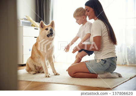 Against the window in curtains, on the floor. Mother with son and Shibu Inu dog are at home Against the window in curtains, on the floor. Mother with son and Shibu Inu dog are at home 137806620