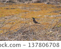 早春時節，一隻畫眉鳥站在枯萎的草地上。 137806708