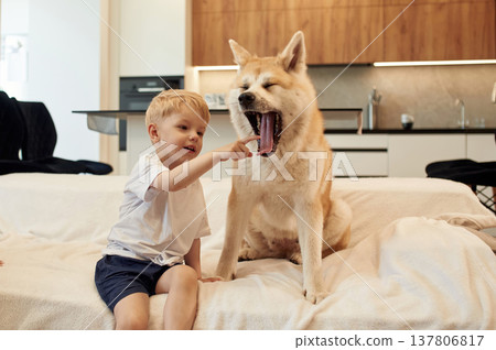 Sitting on the bed. Little boy is with Shibu Inu dog at home Sitting on the bed. Little boy is with Shibu Inu dog at home 137806817