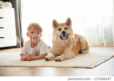 Lying down on the floor. Little boy is with Shibu Inu dog at home 137806847