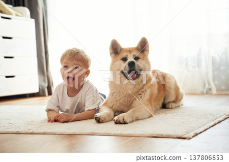 Lying down on the floor. Little boy is with Shibu Inu dog at home Lying down on the floor. Little boy is with Shibu Inu dog at home 137806853