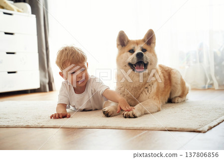 Lying down on the floor. Little boy is with Shibu Inu dog at home 137806856