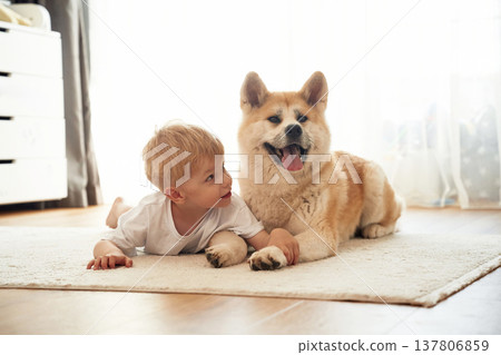 Resting on the floor. Little boy is with Shibu Inu dog at home 137806859