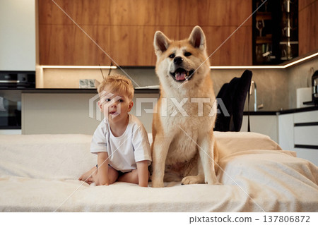 Sitting on the bed. Little boy is with Shibu Inu dog at home 137806872