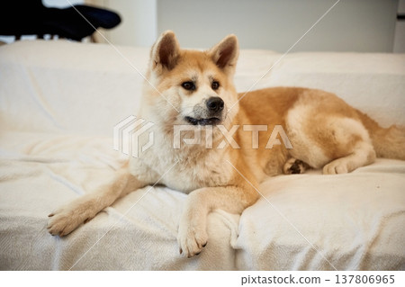 Cute Shibu Inu dog is lying down in the domestic room Cute Shibu Inu dog is lying down in the domestic room 137806965