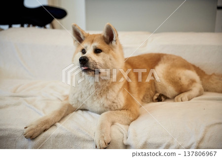 Cute Shibu Inu dog is lying down in the domestic room 137806967