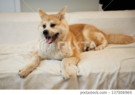 Cute Shibu Inu dog is lying down in the domestic room 137806969