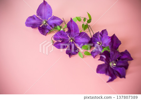 delicate purple clematis top view on pink background delicate purple clematis top view on pink background 137807389