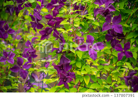 Spring garden with blooming purple climbing flowers Spring garden with blooming purple climbing flowers 137807391