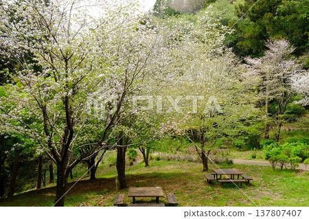 A rest area with cherry blossoms in bloom [Sagamihara City, Kanagawa Prefecture, April] 137807407