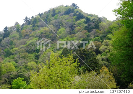 The time when the leaves begin to bud on Shiroyama Mountain [April, Sagamihara City, Kanagawa Prefecture] 137807410