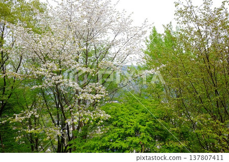 山櫻在翠綠的樹葉映襯下格外醒目。 [神奈川縣相模原市，4月] 137807411