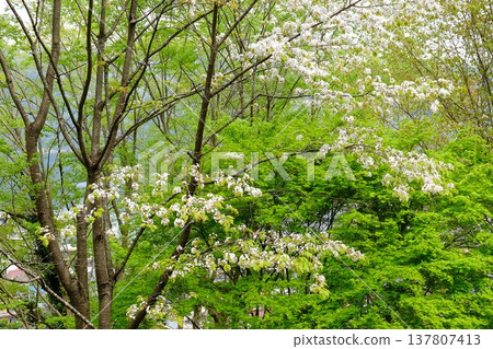 山間櫻花與混合林中嫩綠的樹葉 [神奈川縣相模原市，四月] 137807413