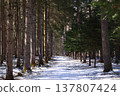 Winter forest 137807424