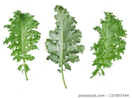 Kale leaf salad vegetable isolated on white background. 137807494
