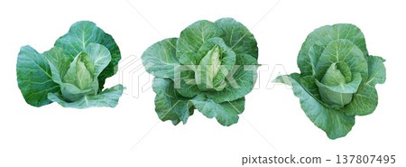 Green pointed cabbage set isolated on white background Green pointed cabbage set isolated on white background 137807495