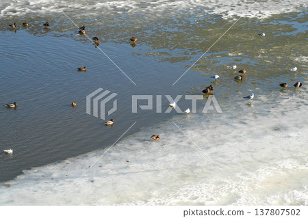 Wild Ducks and Seagulls Resting on Icy River Water During Winter Cold Season in Natural Habitat Wild Ducks and Seagulls Resting on Icy River Water During Winter Cold Season in Natural Habitat 137807502