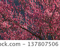 Pink 137807506