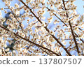 Plums in full bloom that shine in the blue sky 137807507