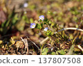 The flowers of Veronica persica blooming in the early spring fields. 137807508