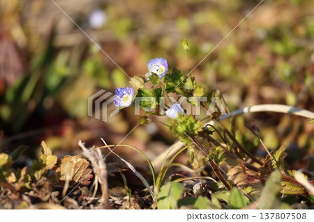 The flowers of Veronica persica blooming in the early spring fields. The flowers of Veronica persica blooming in the early spring fields. 137807508