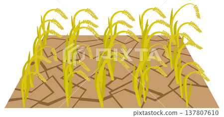 Image of rice paddies cracking and rice stalks wilting due to water shortage. 137807610