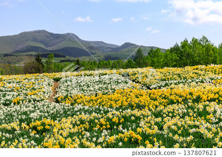 Toyako Town, Hokkaido: A hill of daffodils that looks like a carpet of white and yellow flowers [May] 137807621