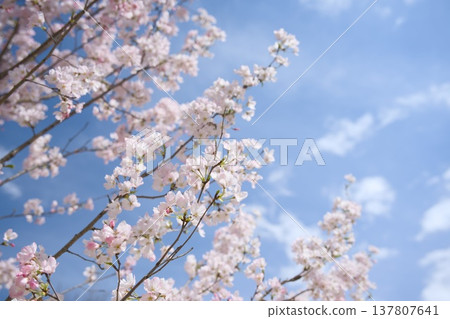 Kamiyo Akebono 137807641