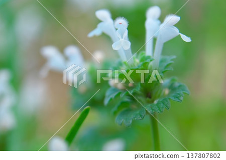 白色抱莖野芝麻的特寫 137807802