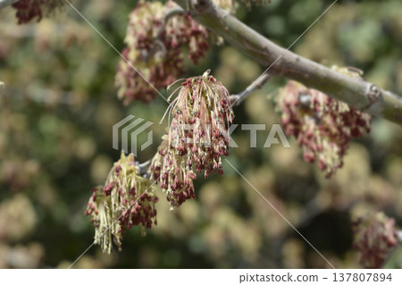 Boxelder maple 137807894