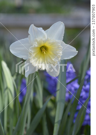 Daffodil Ice Follies Daffodil Ice Follies 137807903