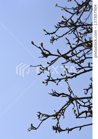 Pear Tree Branches with Buds Against Blue Sky 137807904