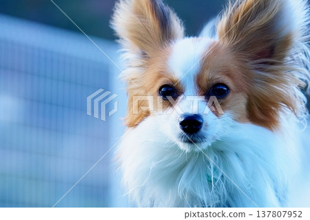 狗的肖像 137807952