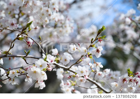 Sakura in Mukawa Sakura in Mukawa 137808208