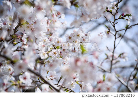 Mukawa的櫻花 137808210
