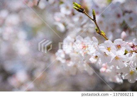 Mukawa的櫻花 Mukawa的櫻花 137808211