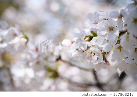 Sakura in Mukawa 137808212
