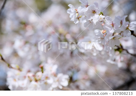 Sakura in Mukawa 137808213