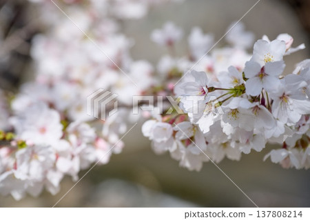 Mukawa的櫻花 137808214